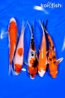 PACK OF (5) 5.5-5.75" STANDARD KOI