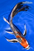 10.75" KUJAKU BUTTERFLY