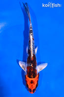 5.5" BENI KIKOKURYU