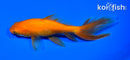 6" WATONAI GOLDFISH