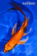 6.75" KIN HI UTSURI BUTTERFLY