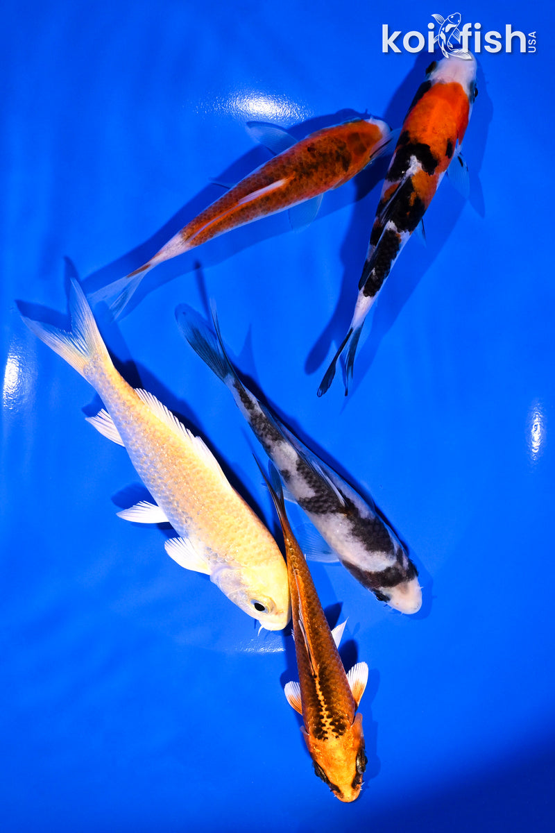 PACK OF (5) 4-5" STANDARD KOI