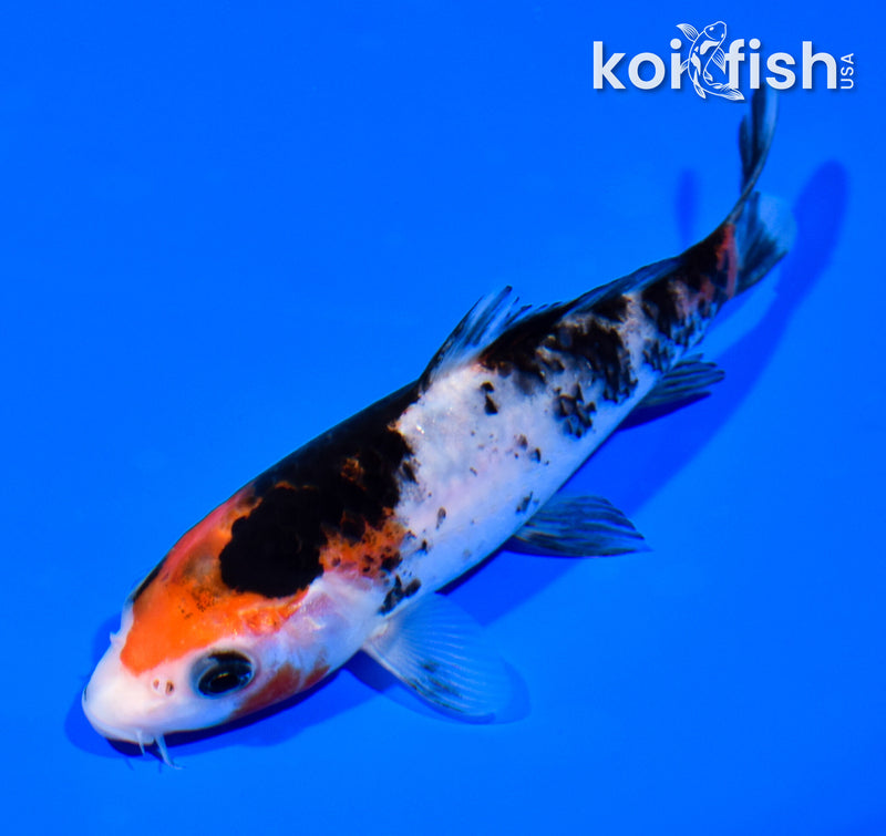 5.25" SHOWA