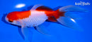6.5" SARASA WATONAI GOLDFISH