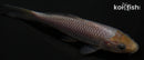 4.25" SORAGOI
