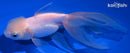 5.25" ORANDA GOLDFISH