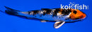 3.5" GINRIN YAMATO NISHIKI