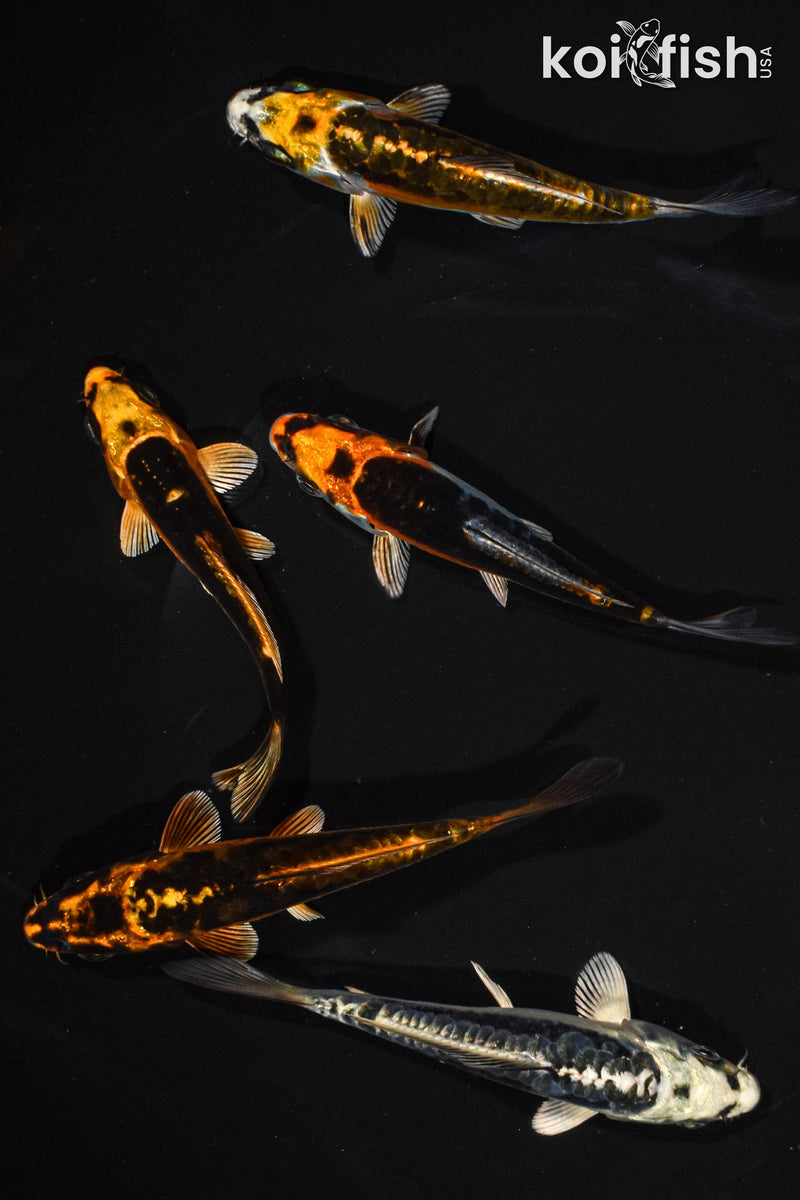 PACK OF (5) 3.5-4.5" STANDARD GHOST KOI