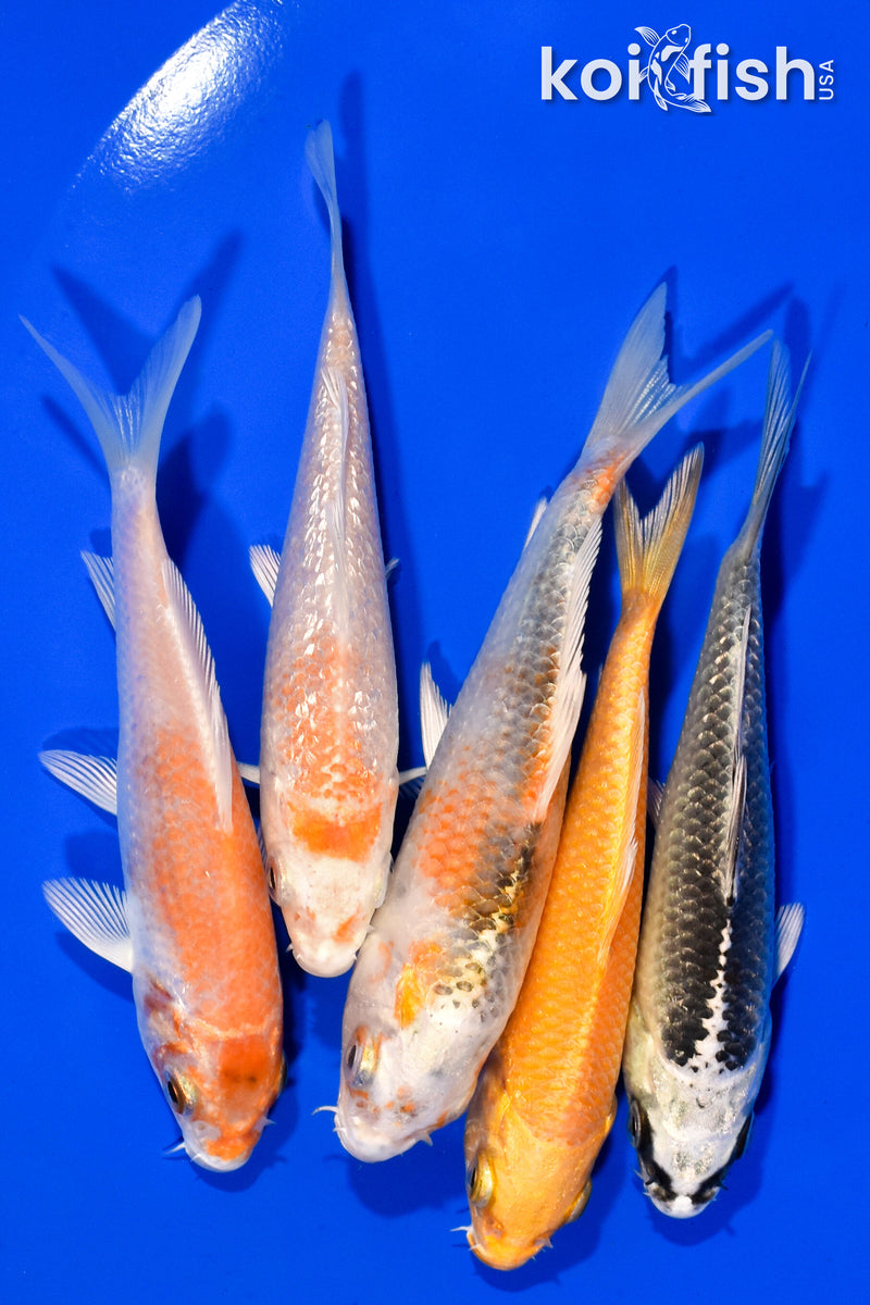 PACK OF (5) 3.75"- 4" STANDARD KOI