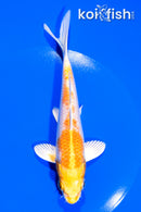 5.75" HARIWAKE