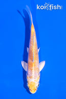 4" LEMON HARIWAKE