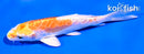 4.5" KIKUSUI