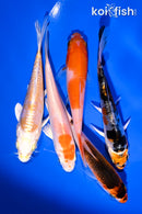 PACK OF (5) 4-5" STANDARD KOI