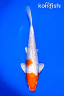 8.75" GINRIN HARIWAKE