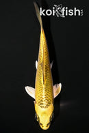 4.25" KUJAKU