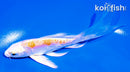 5" DOITSU HARIWAKE BUTTERFLY