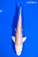 5.75" DOITSU LEMON HARIWAKE