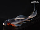 5.75" ASAGI BUTTERFLY