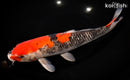 12.75" GOSHIKI