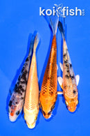 PACK OF (4) 4.5-5.25" MIXED STANDARD KOI
