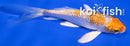 4.5" GINRIN HARIWAKE BUTTERFLY