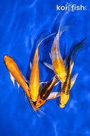 PACK OF (5) 4-5" BUTTERFLY KOI