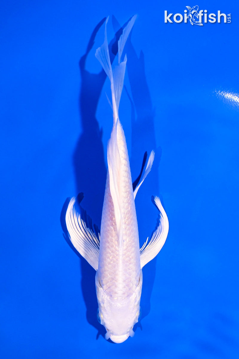 5.75" PLATINUM OGON BUTTERFLY