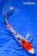 8" GINRIN SANKE BUTTERFLY