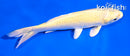 5.5" YAMABUKI OGON