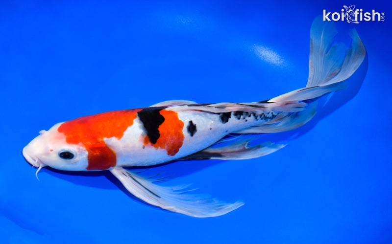 13.75" SANKE BUTTERFLY