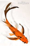 9.25" HI UTSURI BUTTERFLY