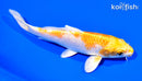 5.75" HARIWAKE