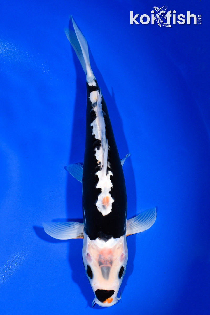 10.5" BENI KUMONRYU