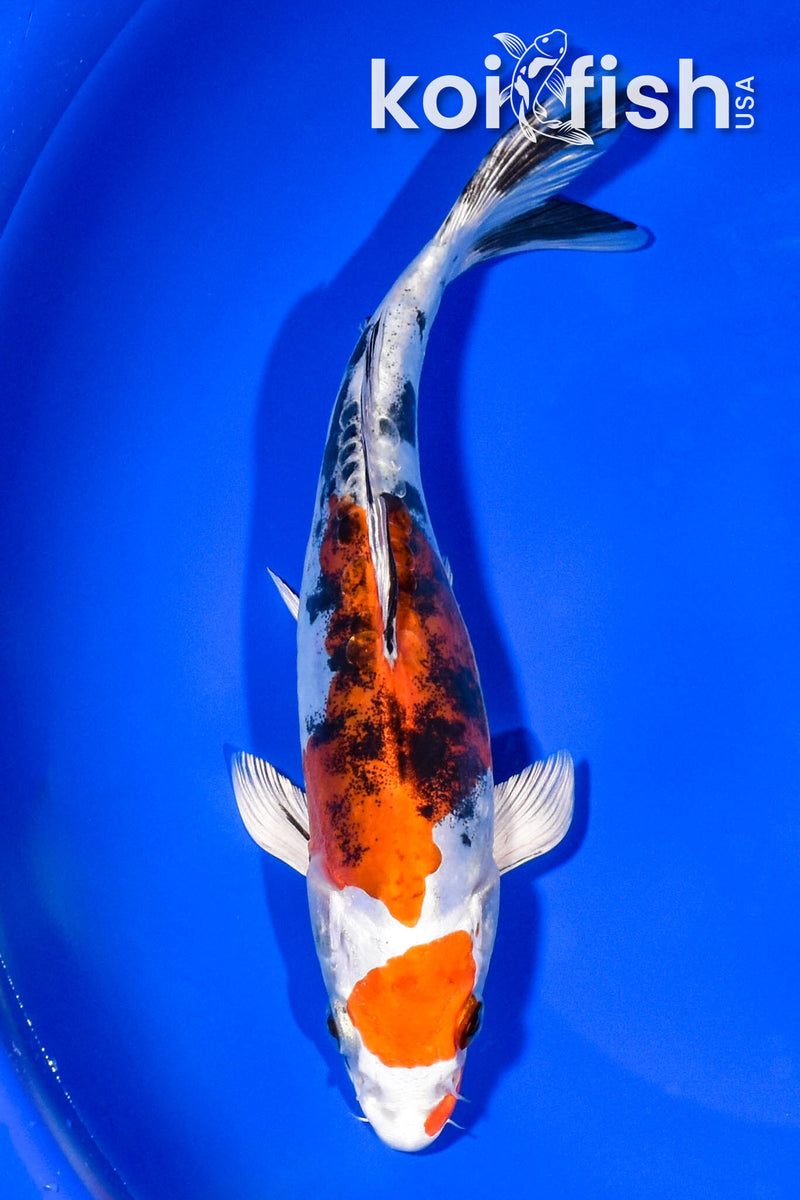 8" HEISEI NISHIKI