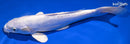 9.25" DOITSU PLATINUM OGON