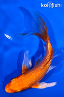 5" GINRIN ORENJI OGON BUTTERFLY