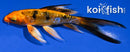 4.5" DOITSU KIN ORENJI BEKKO BUTTERFLY