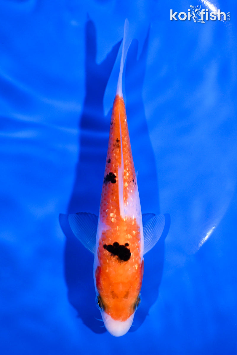 5.5" GINRIN SANKE