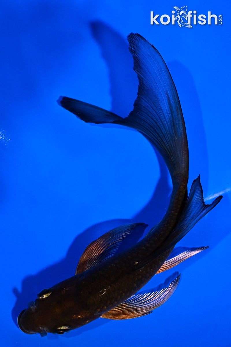 5.75" METALLIC CHAGOI BUTTERFLY