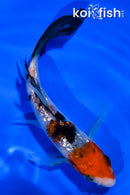 5" GINRIN SANKE BUTTERFLY