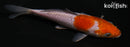 5.5" OCHIBA SHIGURE