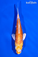 4.75" ARAGOKE KIKUSUI