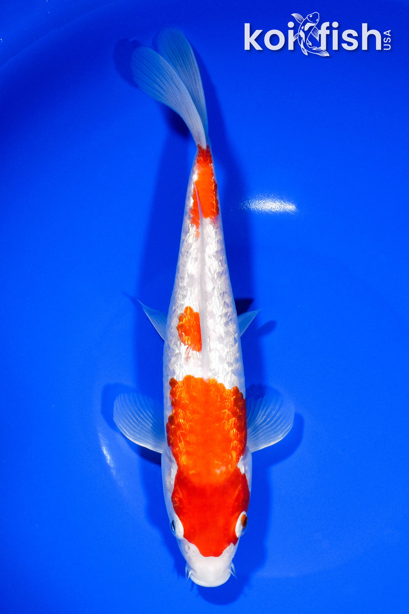 9.5" GINRIN KOHAKU