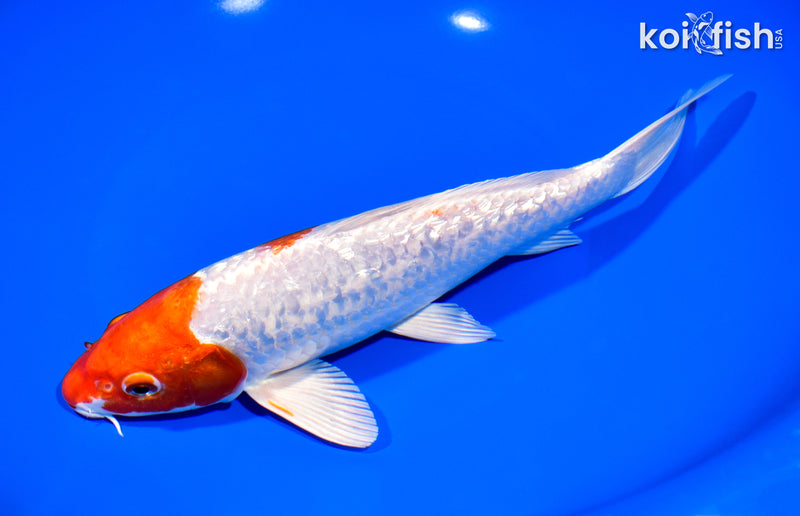 8.75" GINRIN HARIWAKE