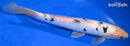 11" DOITSU SHIRO BEKKO