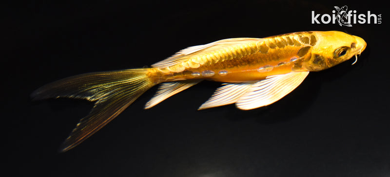6" KIN KIKOKURYU BUTTERFLY