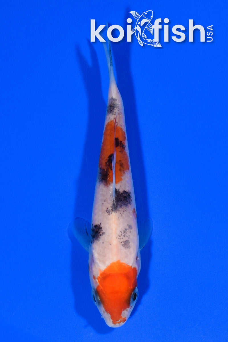 3.75" SANKE