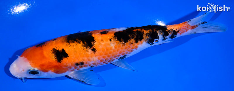 6.75" AKA SANKE