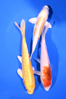 PACK OF (3) 6-7" STANDARD KOI