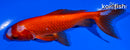 5.25" WATONAI GOLDFISH